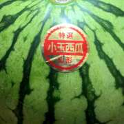 まこ いただきもの🍉 ニューミラージュ