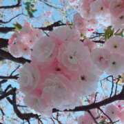 ヒメ日記 2025/04/27 14:24 投稿 こむぎ 上野回春性感マッサージ倶楽部