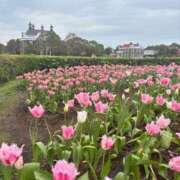 ヒメ日記 2026/04/04 04:22 投稿 長谷川こはる 渋谷ガーデン