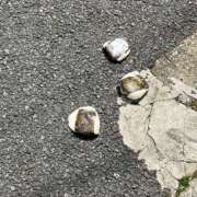 ヒメ日記 2025/04/05 21:06 投稿 つぐみ かりんと神田