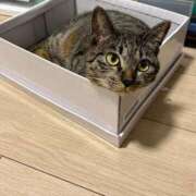 ヒメ日記 2025/06/28 03:31 投稿 あお 即アポマダム～名古屋店～