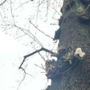 ヒメ日記 2026/03/19 12:09 投稿 朝日 夕月