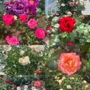 ヒメ日記 2025/05/12 15:11 投稿 みつき 奥鉄オクテツ兵庫