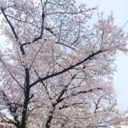 ヒメ日記 2025/03/20 14:34 投稿 藤城　すずか セレブクィーン