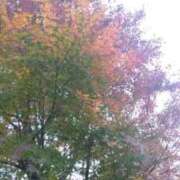 ヒメ日記 2024/12/17 13:23 投稿 香乃(かの) 人妻出逢い会 百合の園 池袋店