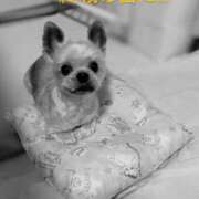 ヒメ日記 2025/08/15 13:19 投稿 れい 奥鉄オクテツ兵庫