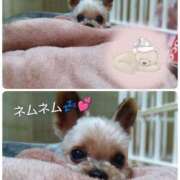 ヒメ日記 2025/10/12 15:52 投稿 れい 奥鉄オクテツ兵庫