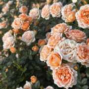 ヒメ日記 2025/05/08 10:11 投稿 小町のの マダムと紳士