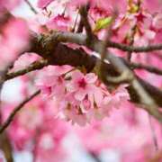 ヒメ日記 2026/04/02 11:36 投稿 小町のの マダムと紳士