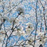 真飛 聖 桜🌸 熟女・人妻マダム宮殿