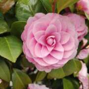 ヒメ日記 2025/03/31 23:21 投稿 もみじ 奥様の実話 谷九店