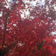 もみじ 今日から❣️ 奥様の実話 谷九店