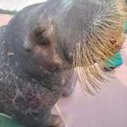 ヒメ日記 2026/03/31 23:16 投稿 星野　ひより Muzerva Wave