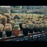 ヒメ日記 2025/07/26 09:01 投稿 かおる ウルトラグレイス24