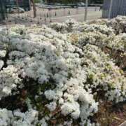 ヒメ日記 2025/05/04 16:30 投稿 樹-ITSUKI- luxury aroma 咲