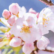 ヒメ日記 2025/03/07 16:05 投稿 なな マドンナ浜松町