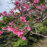 ヒメ日記 2025/01/17 14:33 投稿 ☆かえで☆グランプリ獲得！ 五十路有閑マダム～沖縄店～