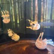 ヒメ日記 2025/01/20 16:00 投稿 ☆かえで☆グランプリ獲得！ 五十路有閑マダム～沖縄店～