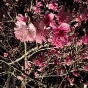 ヒメ日記 2025/01/29 08:39 投稿 ☆かえで☆グランプリ獲得！ 五十路有閑マダム～沖縄店～