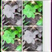 ヒメ日記 2025/02/05 06:54 投稿 ☆かえで☆グランプリ獲得！ 五十路有閑マダム～沖縄店～