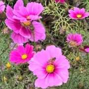 ヒメ日記 2025/02/15 10:18 投稿 ☆かえで☆グランプリ獲得！ 五十路有閑マダム～沖縄店～