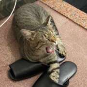 ヒメ日記 2025/03/19 23:33 投稿 ☆かえで☆グランプリ獲得！ 五十路有閑マダム～沖縄店～