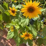 ヒメ日記 2025/03/23 09:27 投稿 ☆かえで☆グランプリ獲得！ 五十路有閑マダム～沖縄店～