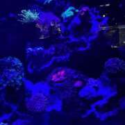 ヒメ日記 2025/04/04 23:18 投稿 ☆かえで☆グランプリ獲得！ 五十路有閑マダム～沖縄店～