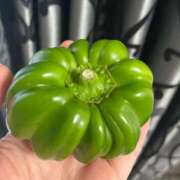 ヒメ日記 2025/04/17 17:48 投稿 ☆かえで☆グランプリ獲得！ 五十路有閑マダム～沖縄店～