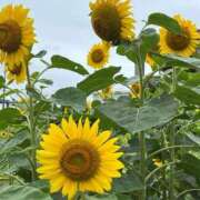 ヒメ日記 2025/04/19 06:57 投稿 ☆かえで☆グランプリ獲得！ 五十路有閑マダム～沖縄店～