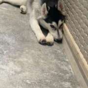 ヒメ日記 2026/01/13 11:44 投稿 聖川 BBW横浜店