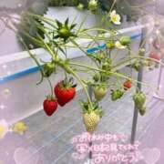 ヒメ日記 2025/03/24 20:23 投稿 るる 即プレイ専門店 性の極み