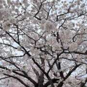 ヒメ日記 2026/04/06 20:26 投稿 るる 即プレイ専門店 性の極み