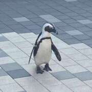 ヒメ日記 2025/05/04 22:36 投稿 ちとせ マリン千姫