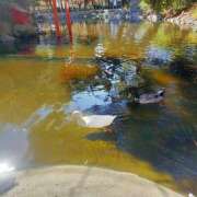 ヒメ日記 2026/02/19 11:47 投稿 ようこ 熟女の風俗最終章 本厚木店