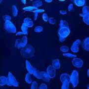 ヒメ日記 2024/12/30 20:58 投稿 ひいらぎ FORTE