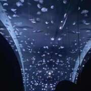 ヒメ日記 2025/06/30 18:09 投稿 ひいらぎ FORTE