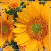 ヒメ日記 2025/07/25 08:50 投稿 かな 性腺熟女100％（デリヘル市場）