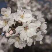 えり えり（エステティーク谷九店） 大阪回春性感エステティーク谷九店