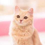 ヒメ日記 2024/12/23 14:09 投稿 早瀬まち エステdeシンデレラ横浜（シンデレラグループ）