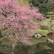 ヒメ日記 2025/03/17 12:06 投稿 ちあき TSUBAKI（水戸）