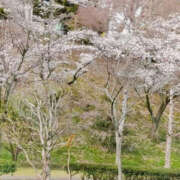 ヒメ日記 2025/04/05 15:26 投稿 ちあき TSUBAKI（水戸）