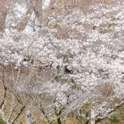 ヒメ日記 2025/04/08 15:00 投稿 ちあき TSUBAKI（水戸）