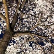 ヒメ日記 2025/04/25 18:30 投稿 ちあき TSUBAKI（水戸）