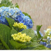 ヒメ日記 2025/05/12 11:57 投稿 ちあき TSUBAKI（水戸）