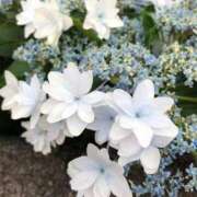 ヒメ日記 2025/06/15 09:20 投稿 さおり 熟女の風俗最終章 相模原店