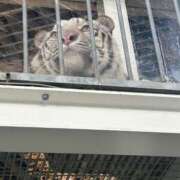 ヒメ日記 2025/01/18 15:23 投稿 めい ポッキリ学園 ～モテモテハーレムごっこ～