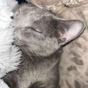 ヒメ日記 2025/04/07 14:31 投稿 めい ポッキリ学園 ～モテモテハーレムごっこ～