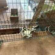 ヒメ日記 2025/08/12 22:21 投稿 めい ポッキリ学園 ～モテモテハーレムごっこ～