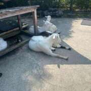 ヒメ日記 2025/08/15 15:02 投稿 めい ポッキリ学園 ～モテモテハーレムごっこ～